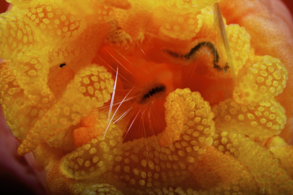 1 cm yellow tube polyp with a small macroscopic Isopod feeding on it Canvas Art - Terry MooreStocktrek Images (18 x 12)