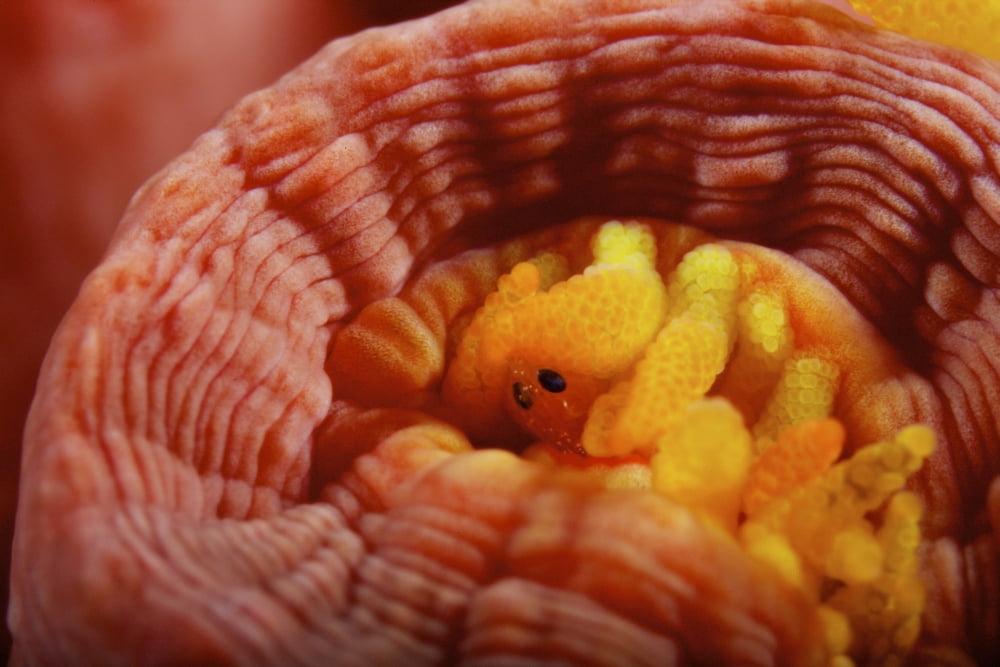 1 cm yellow tube polyp with a small macroscopic Isopod feeding on it Canvas Art - Terry MooreStocktrek Images (35 x 23)