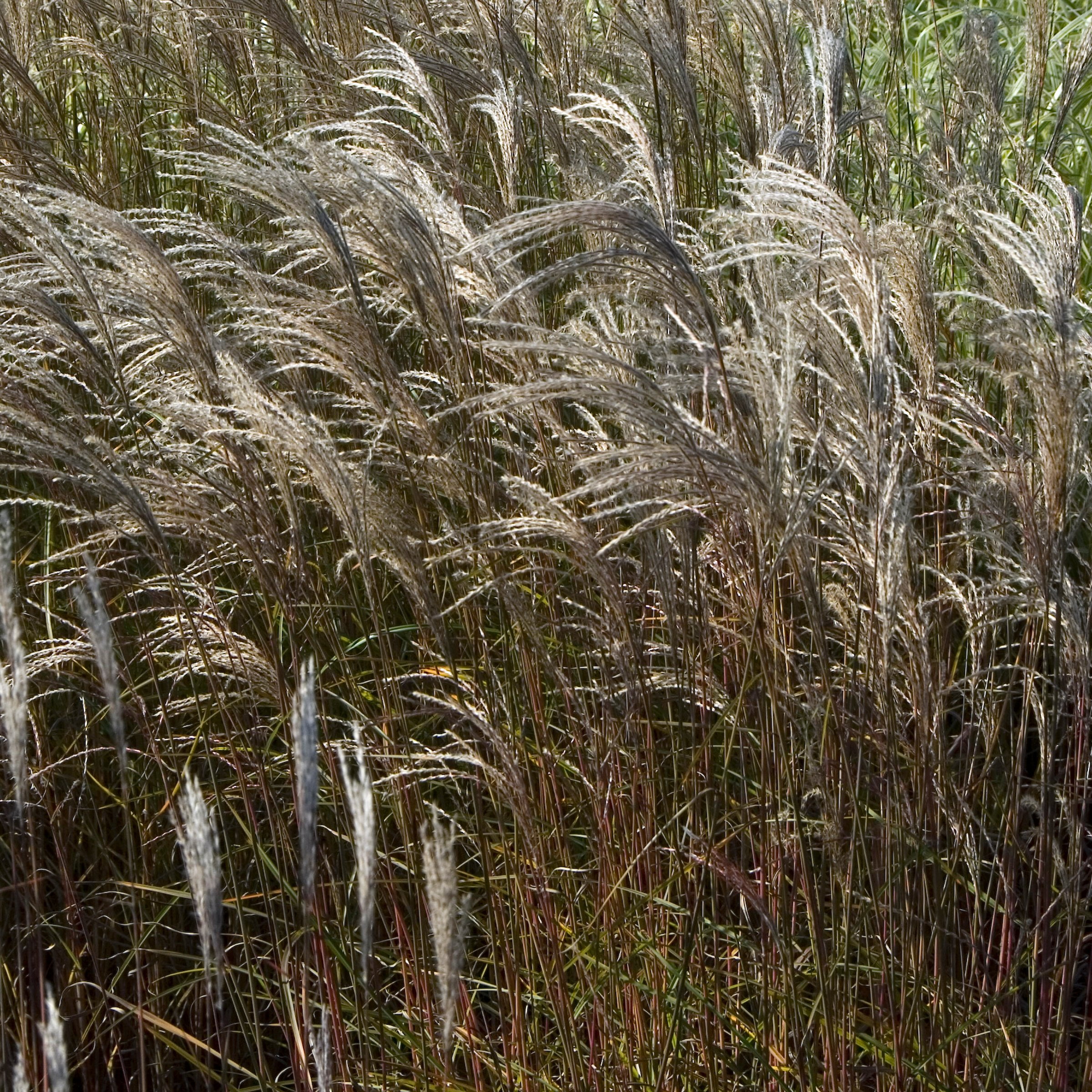 1 gal. Adagio Live Ornamental Grass