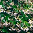 thumbnail image 1 of National Plant Network 1 gal Asiatic Jasmine Live Perennial Plant with White Flowers, 1 of 5