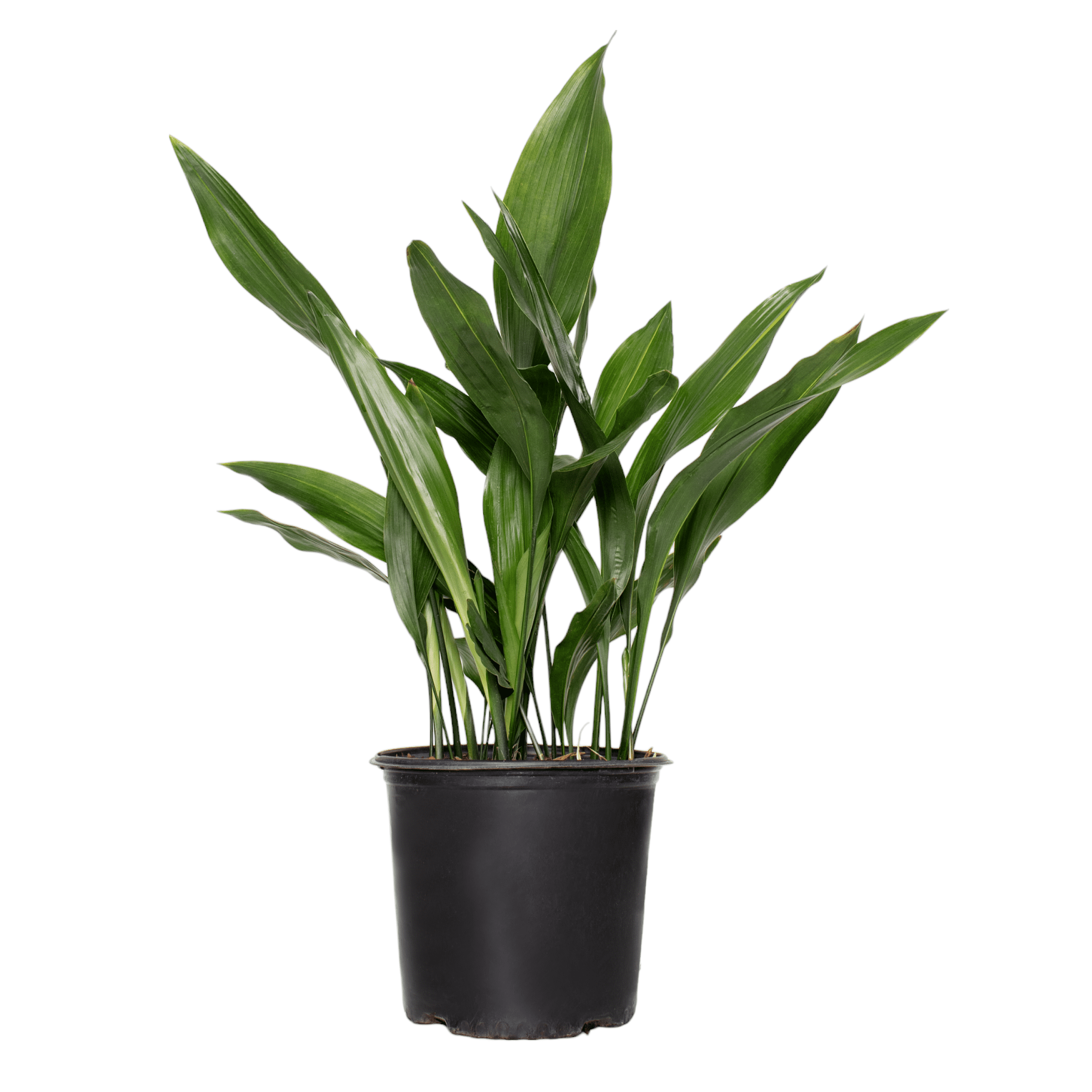 National Plant Network Aspadistra Cast Iron Live Plant in a 1 Gallon Grower Container