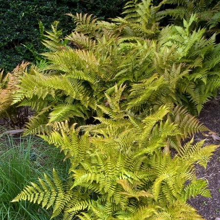 1 gal Autumn Live Fern Plant