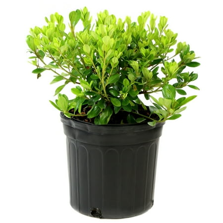 1 gal Azalea 'Poukhanense Compacta' with Part Sunlight