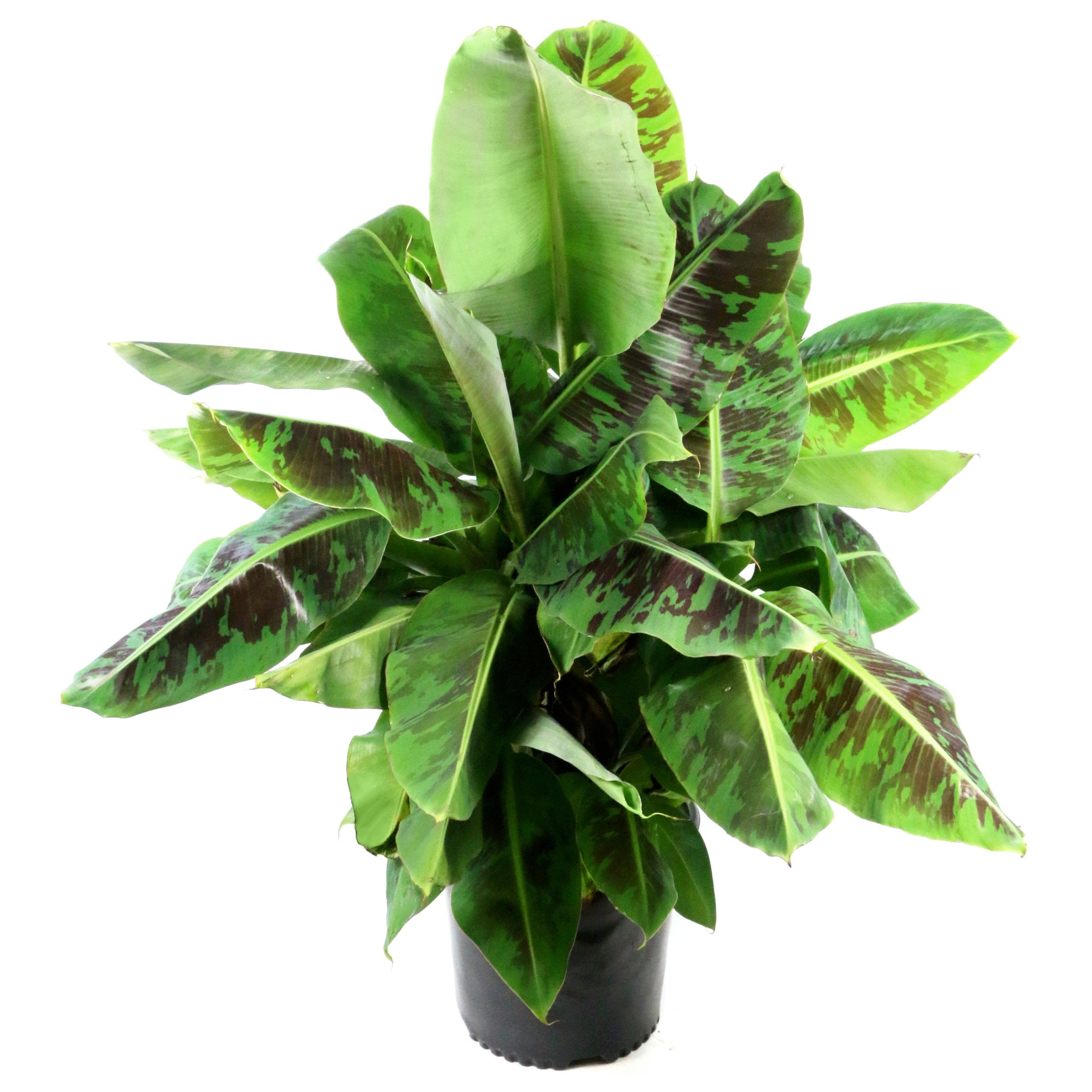 National Plant Network 1 gal. Banana Dwarf Cavendish Live Perennial Plant