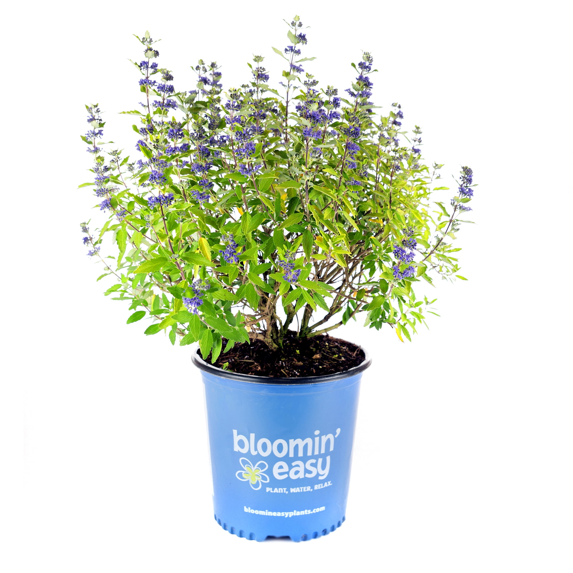 1 gal. Beekeeper Bluebeard (Caryopteris) Live Shrub, Blue Flowers