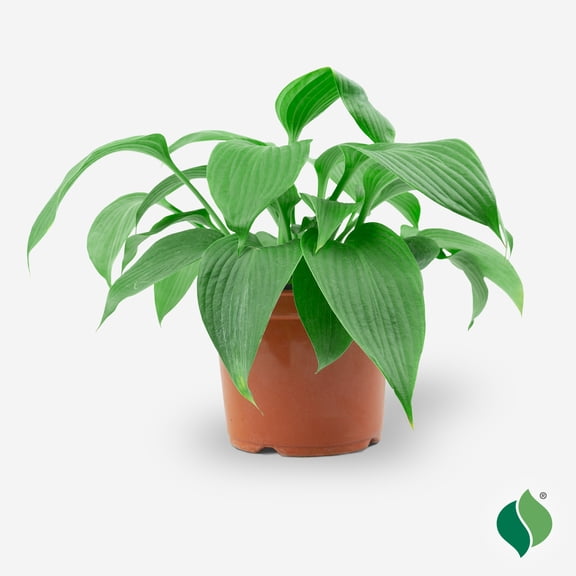1 gal. Blue Angel Hosta