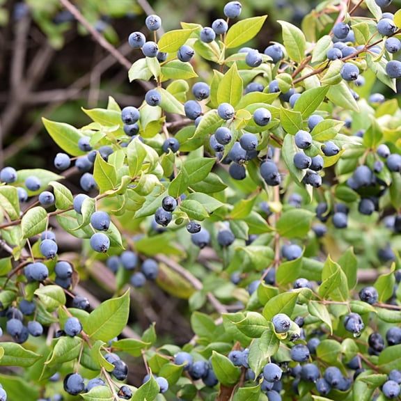 National Plant Network 1 gal. Blueberry Biloxi Live Shrub with Full Sunlight