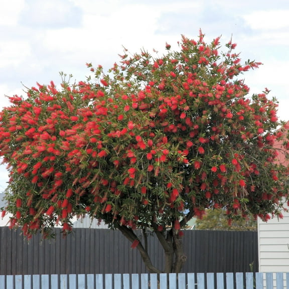 National Plant Network 1 gal Bottlebrush Shrub with Red Flowers