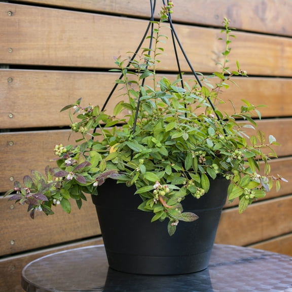 1 gal. Bushel & Berry Sapphire Cascade Blueberry Plant