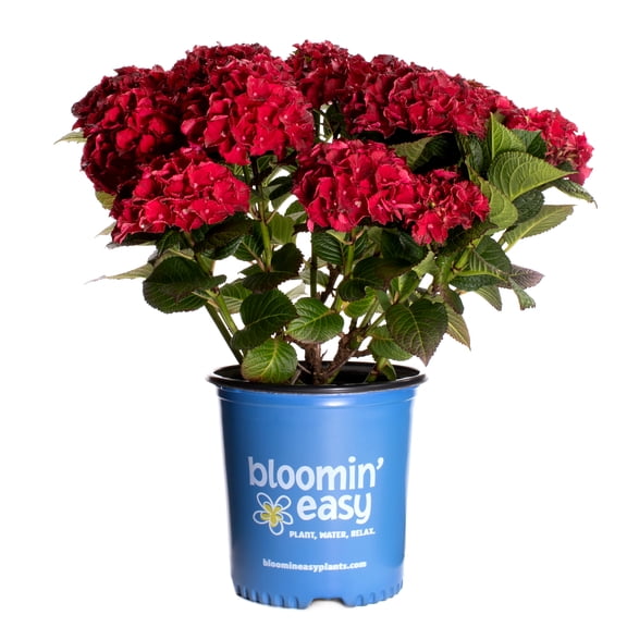 1 gal. Cherry-go-Round Reblooming Hydrangea (Macrophylla) Live Shrub, Cherry-Red Flowers