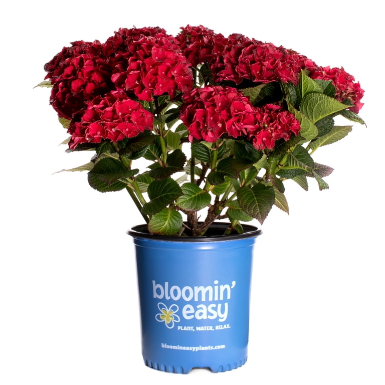 1 gal. Cherry-Go-Round Reblooming Hydrangea Live Shrub, Compact
