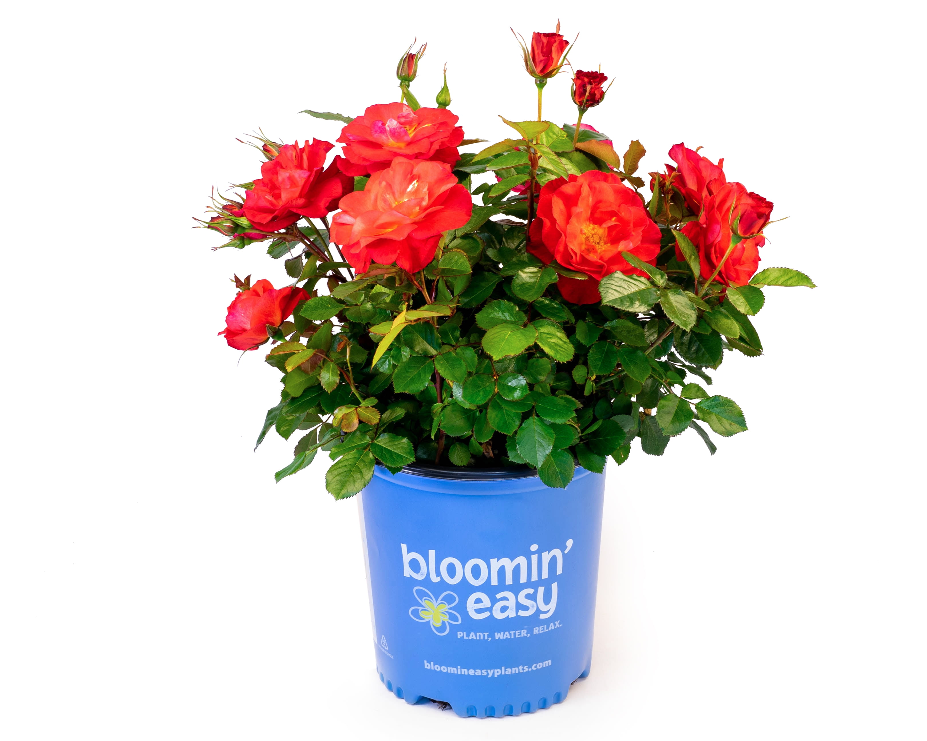 1 Gallon Red Cinnamon Hearts Rose Shrub in Container