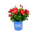 thumbnail image 1 of 1 gal. Cinnamon Hearts Rose (Rosa) Live Shrub, True Red Flowers, 1 of 1
