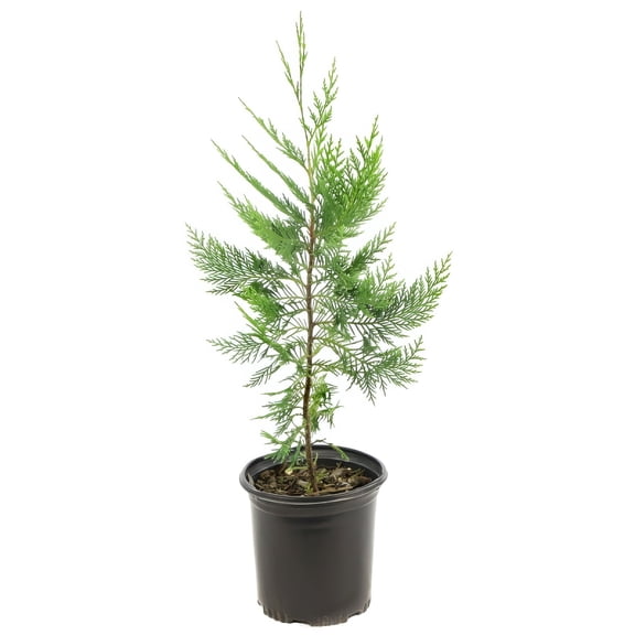 National Plant Network 1 gal Cypress 'Leyland' Live Shrub with Full Sunlight