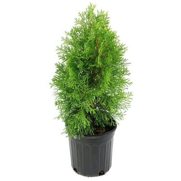 National Plant Network 1 gal Cypress 'Leyland' Live Shrub with Full Sunlight