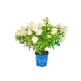 thumbnail image 1 of 1 gal. Dragon Baby Hardy Hydrangea (Paniculata) Live Shrub, Creamy Lime and Pink Flowers, 1 of 1
