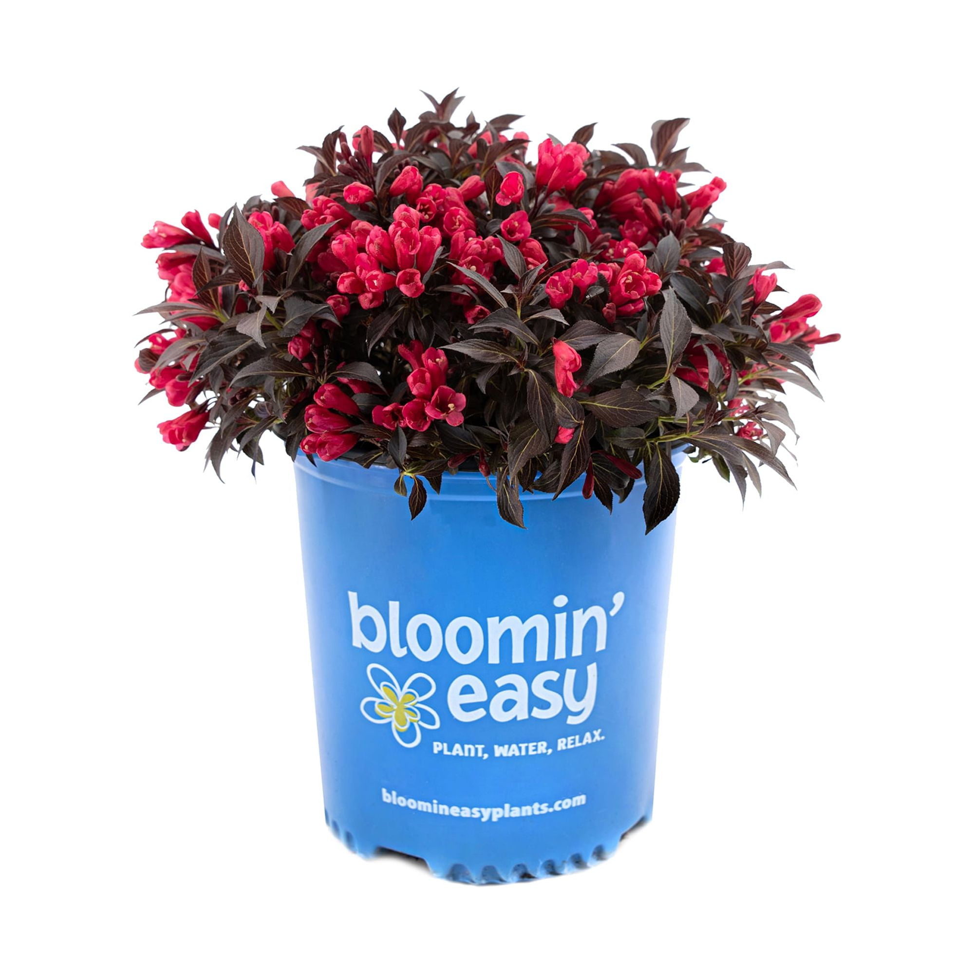 1 gal. Electric Love Weigela Live Shrub, Vibrant Red Flowers