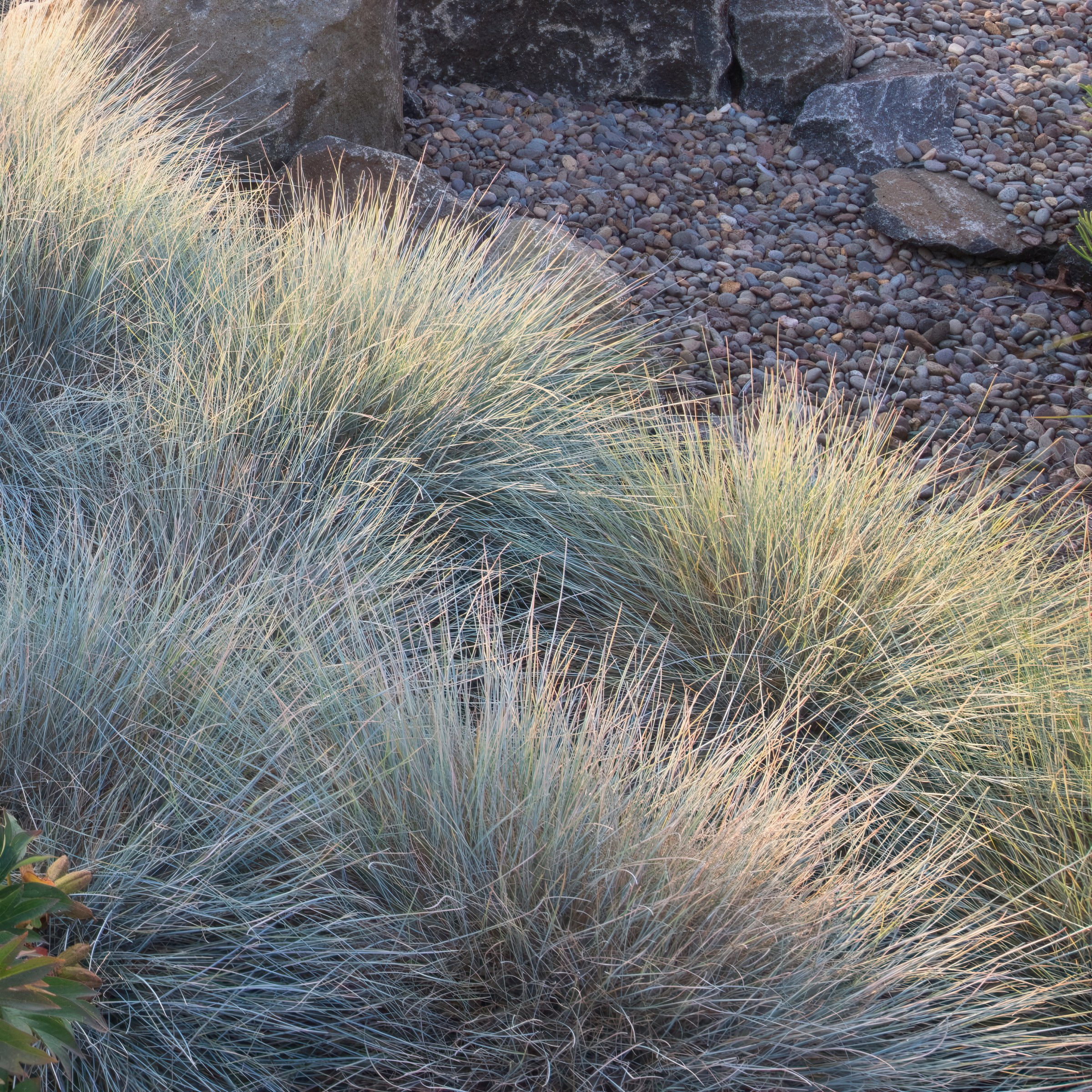 National Plant Network 1 gal 'Elijah Blue' Fescue Grass Live Perennial with Full Sunlight
