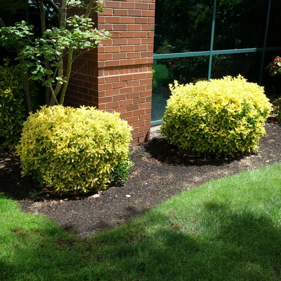 1 gal Euonymus 'Golden' Live Shrub with Full Sunlight