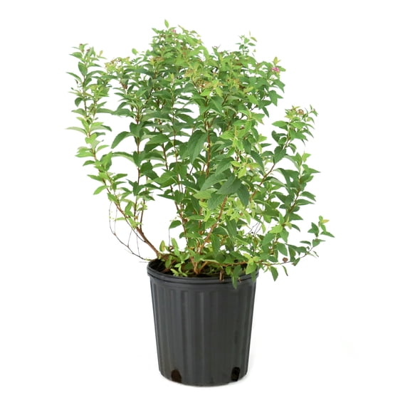 1 gal. Euonymus Wintercreeper Shrub