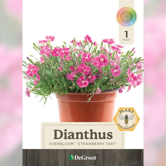 1 gal. EverBloom Strawberry Tart Dianthus