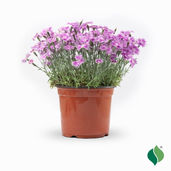 1 Gallon Dianthus EverBloom 'Watermelon Ice'