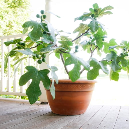 1 gal. Ficus Fignomenal Dwarf Fig Plant