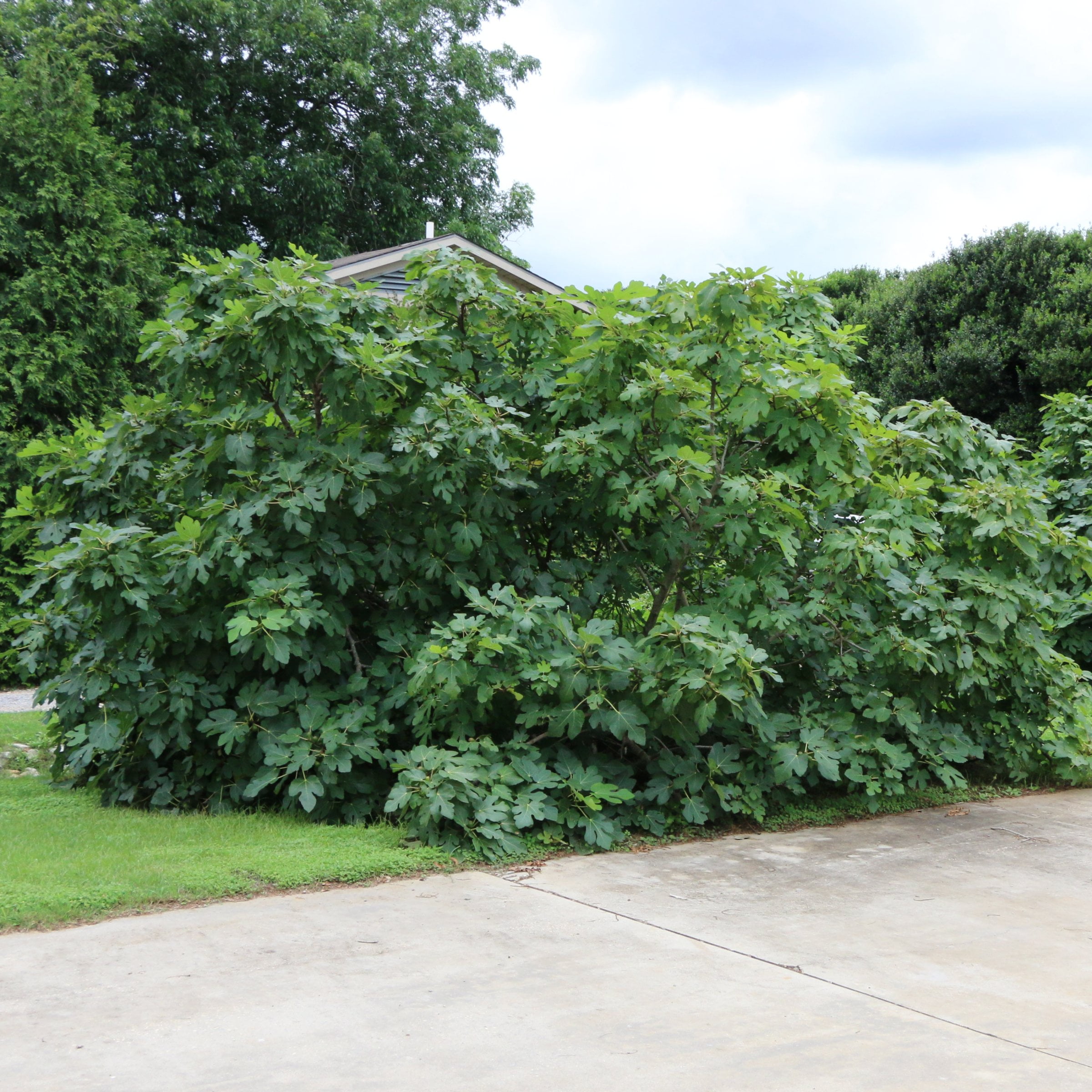 1 gal. Fig Black Mission Live Perennial with Full Sunlight