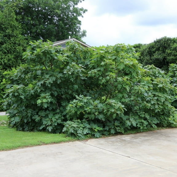 1 gal. Fig Black Mission Live Perennial with Full Sunlight