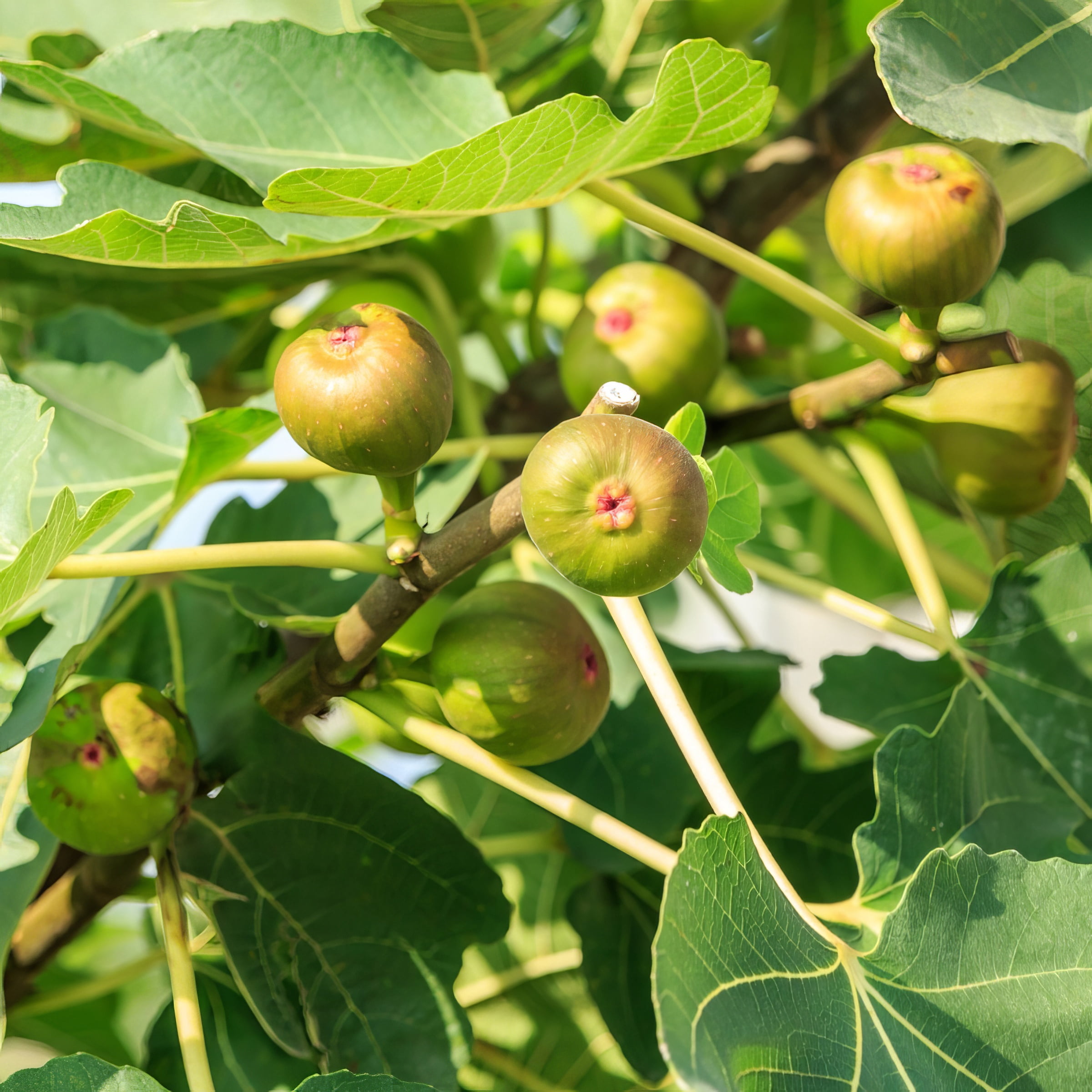 1 gal. Fig Kadota  Live Shrub with Full Sunlight