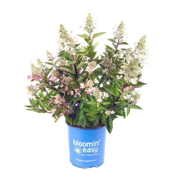 1 gal. Flare Hardy Hydrangea (Paniculata) Live Shrub, White and Bright Red-Pink Flowers
