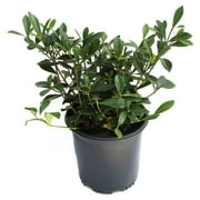 1 gal Gardenia Radicans