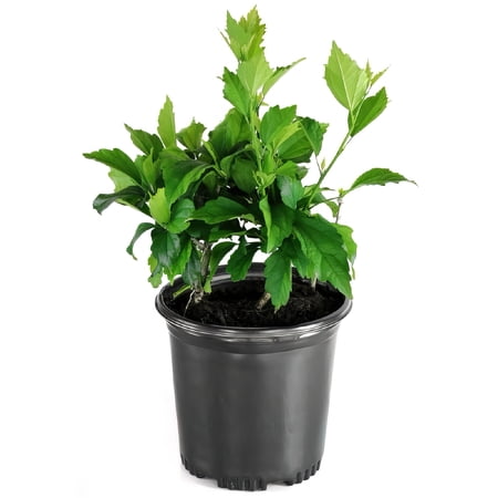 1 gal Head Over Heels Blush Hibiscus Live Shrub with Full Sunlight