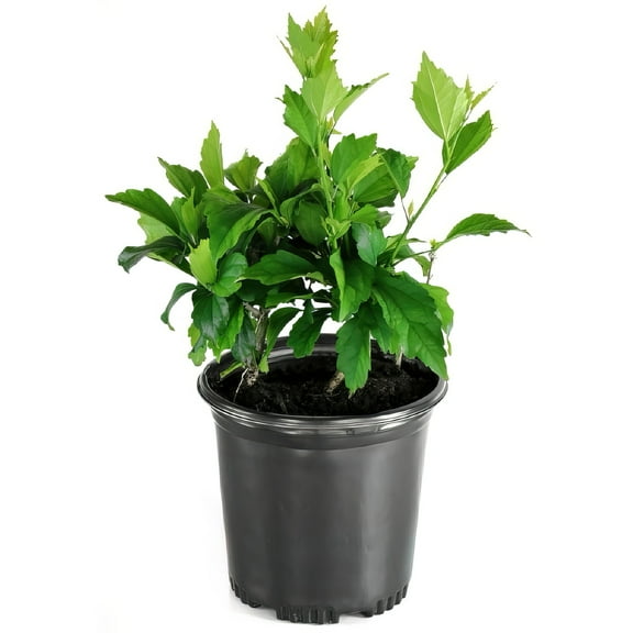 1 gal Head Over Heels Blush Hibiscus Live Shrub with Full Sunlight