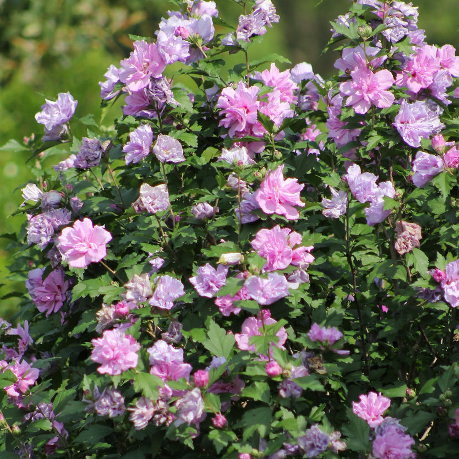 1 gal. Hibiscus Tahiti Shrub with Pink and Purple Flowers