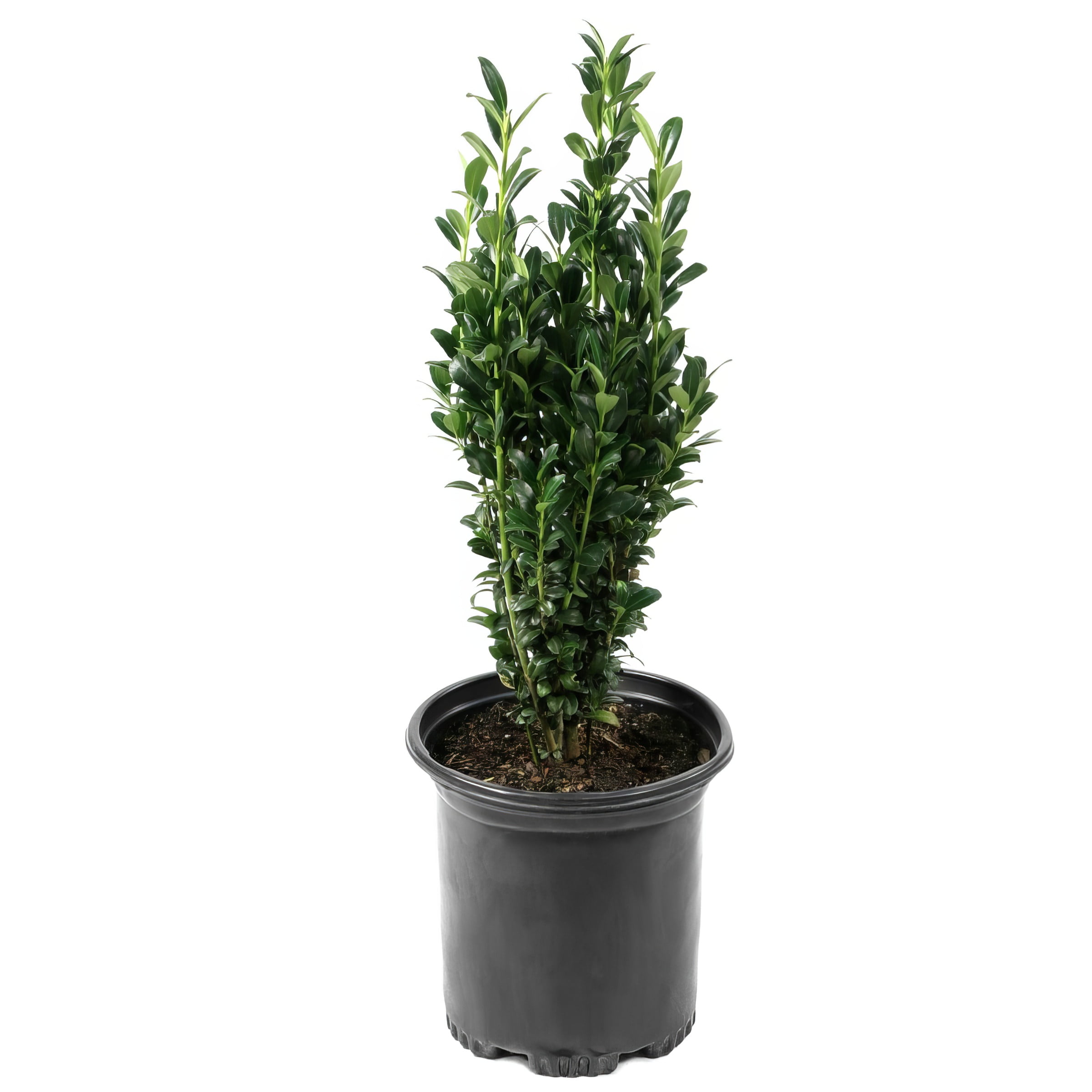 1 gal Holly 'Sky Pencil' Live Shrub with Full Sunlight