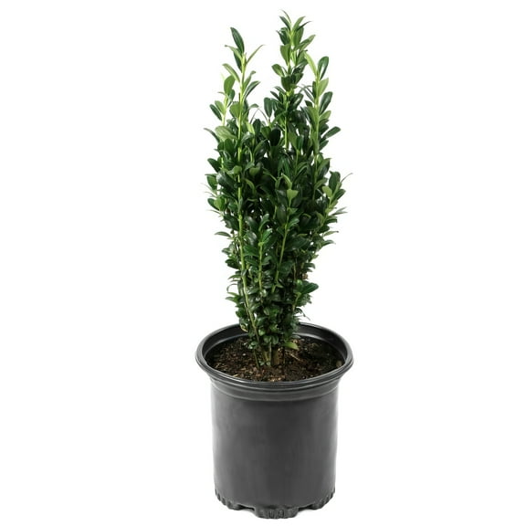 1 gal Holly 'Sky Pencil' Live Shrub with Full Sunlight