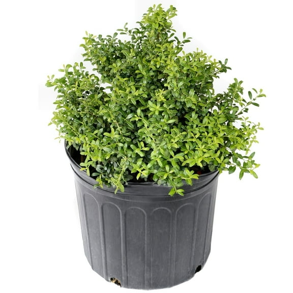 National Plant Network 1 gal Holly 'Soft Touch' Live Shrub with Full Sunlight
