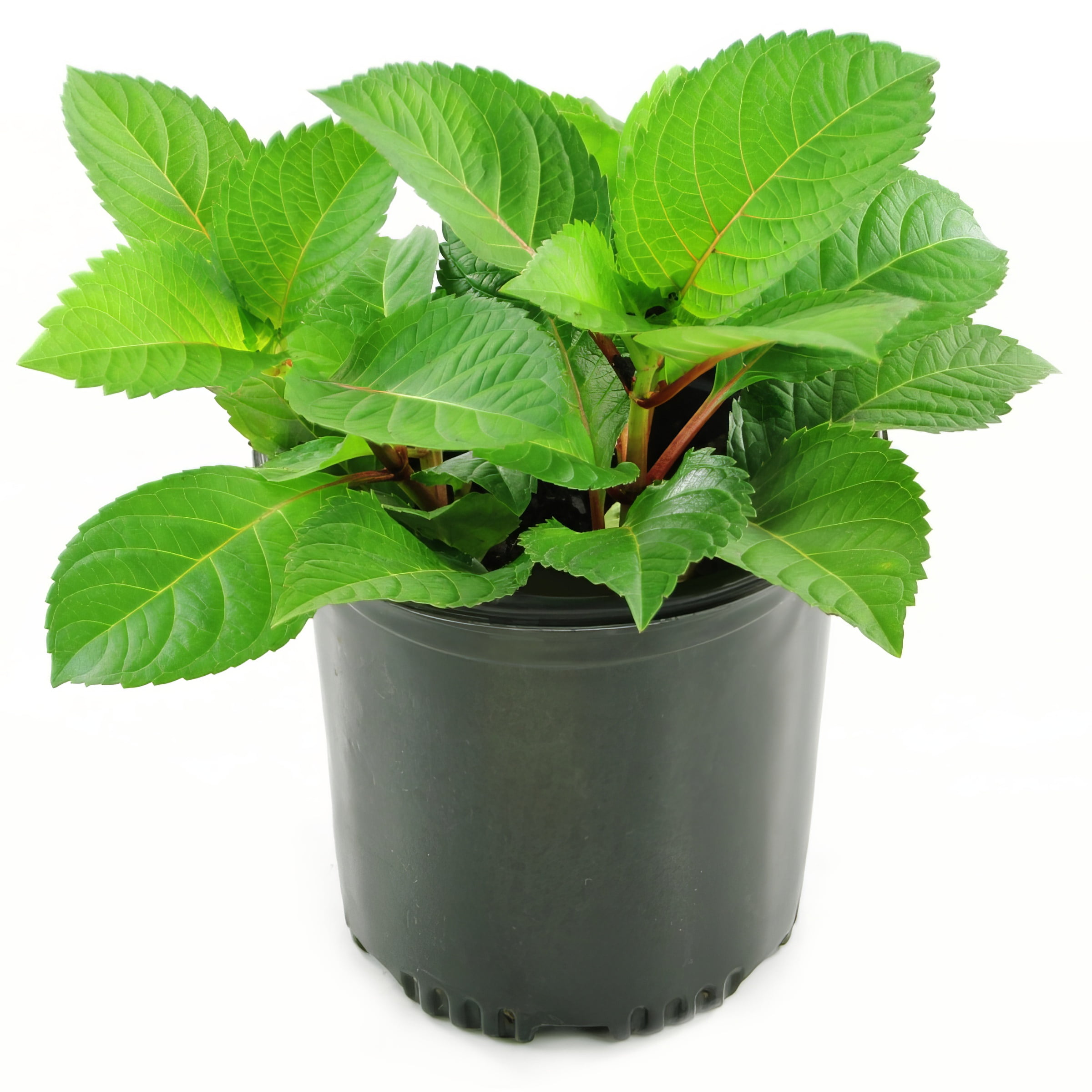 1 gal Hydrangea '3N1' Live Perennial Shrub with Partial Sunlight