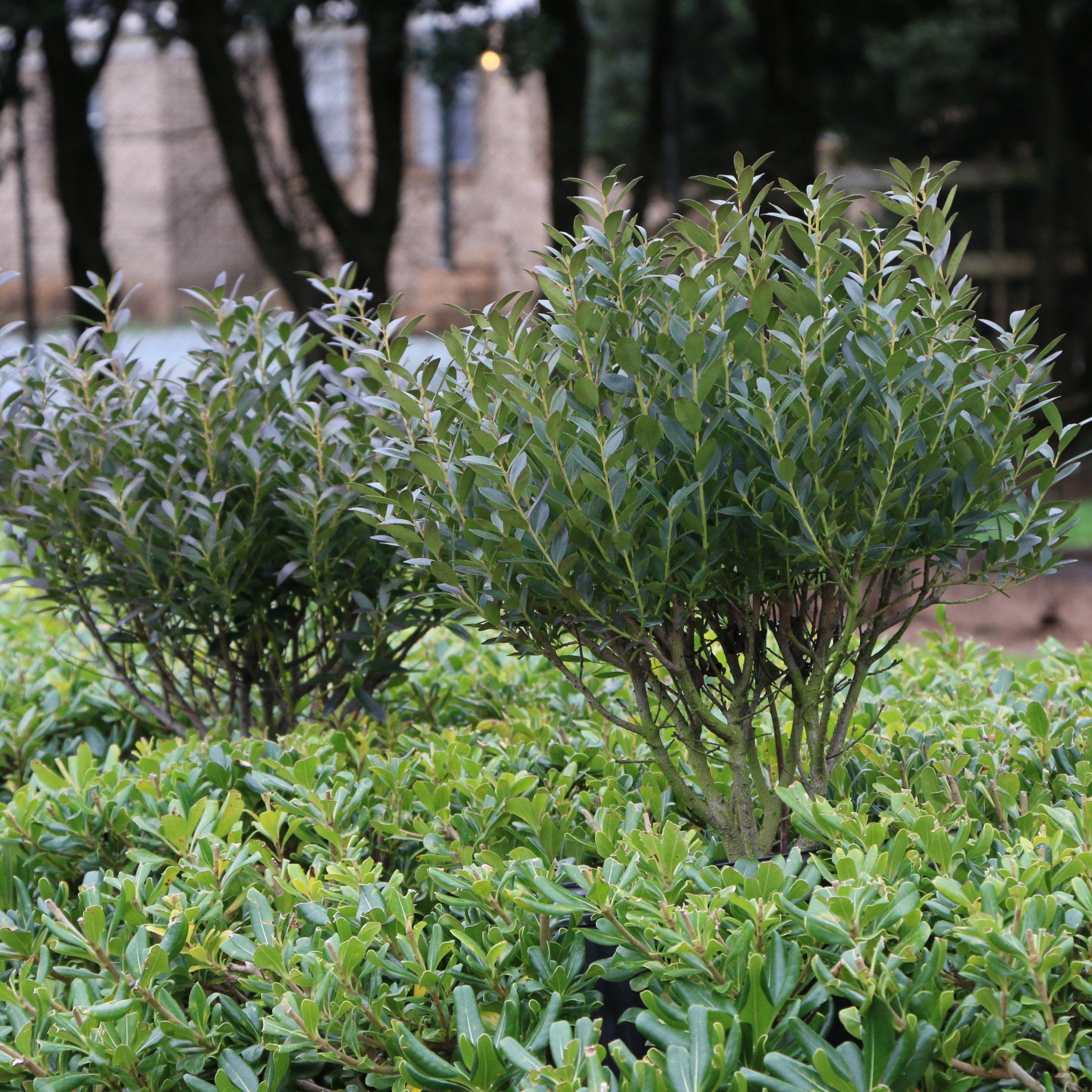 1 gal Ilex Glabra Densa Live Shrub Condition with Full Sunlight