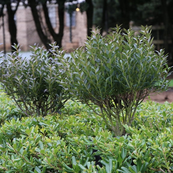 1 gal Ilex Glabra Densa Live Shrub Condition with Full Sunlight