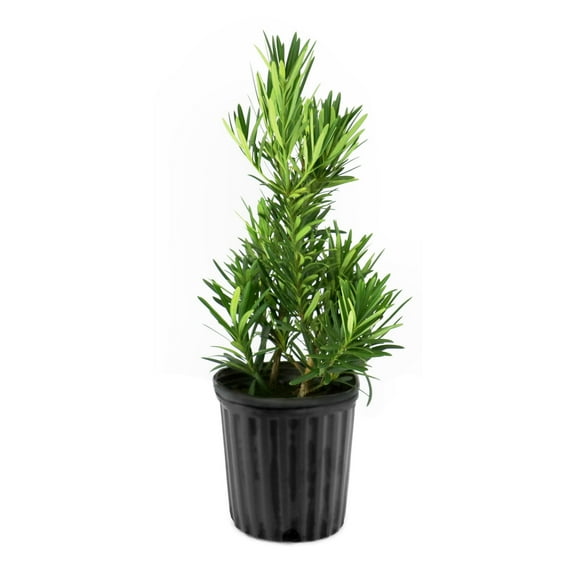 1 gal. Japanese Yew Dwarf Pringles Shrub