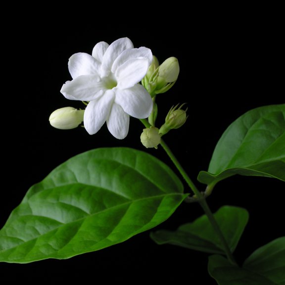 National Plant Network 1 gal Jasmine Sambac 'Arabian' Live Perennial Shrub with Full Sunlight