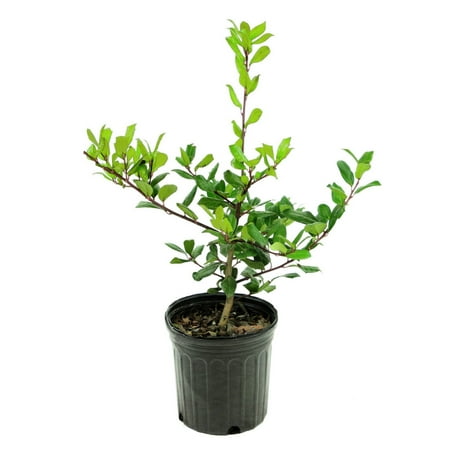 1 gal. Live Shrub Holly Pyramidalis