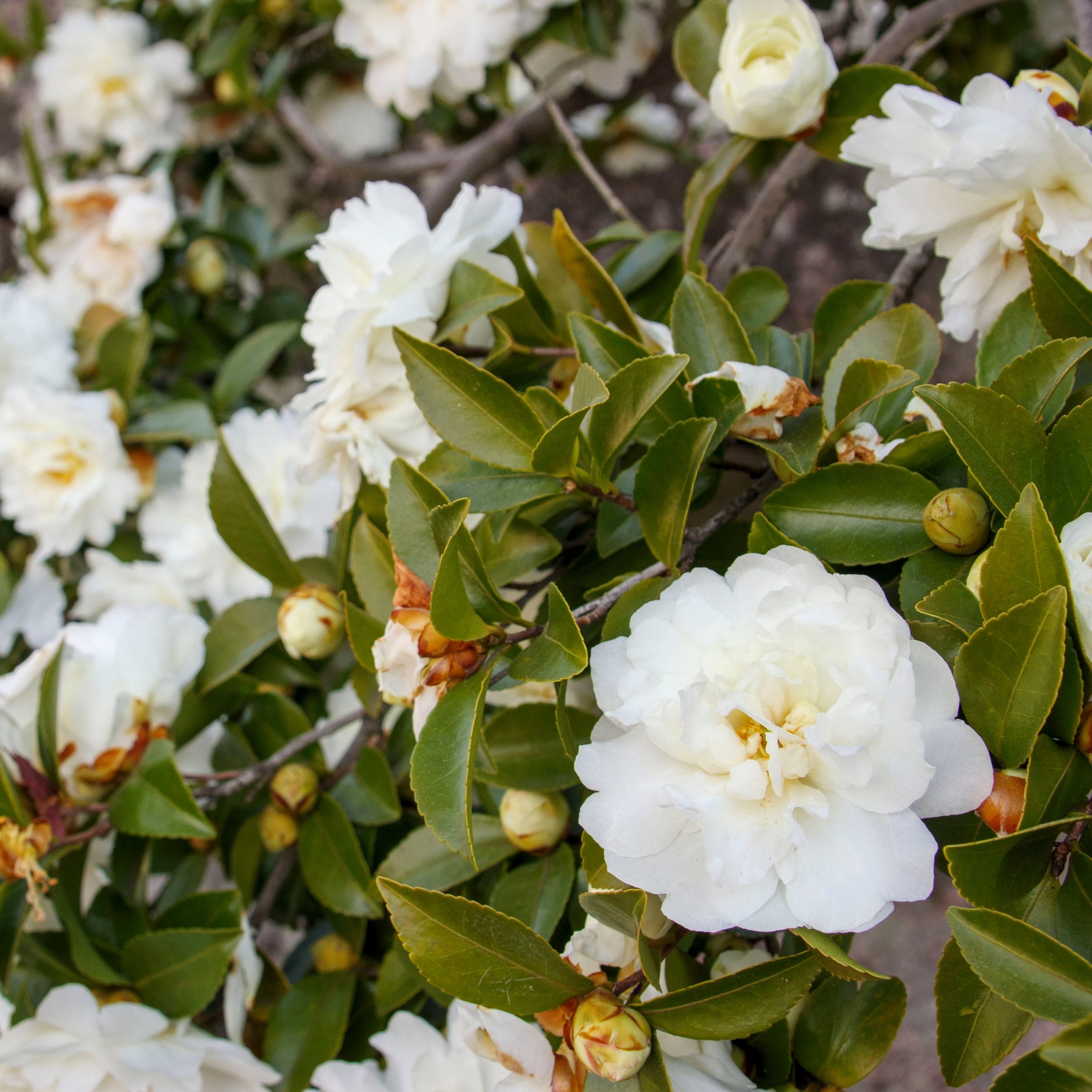 Camellia Zone
