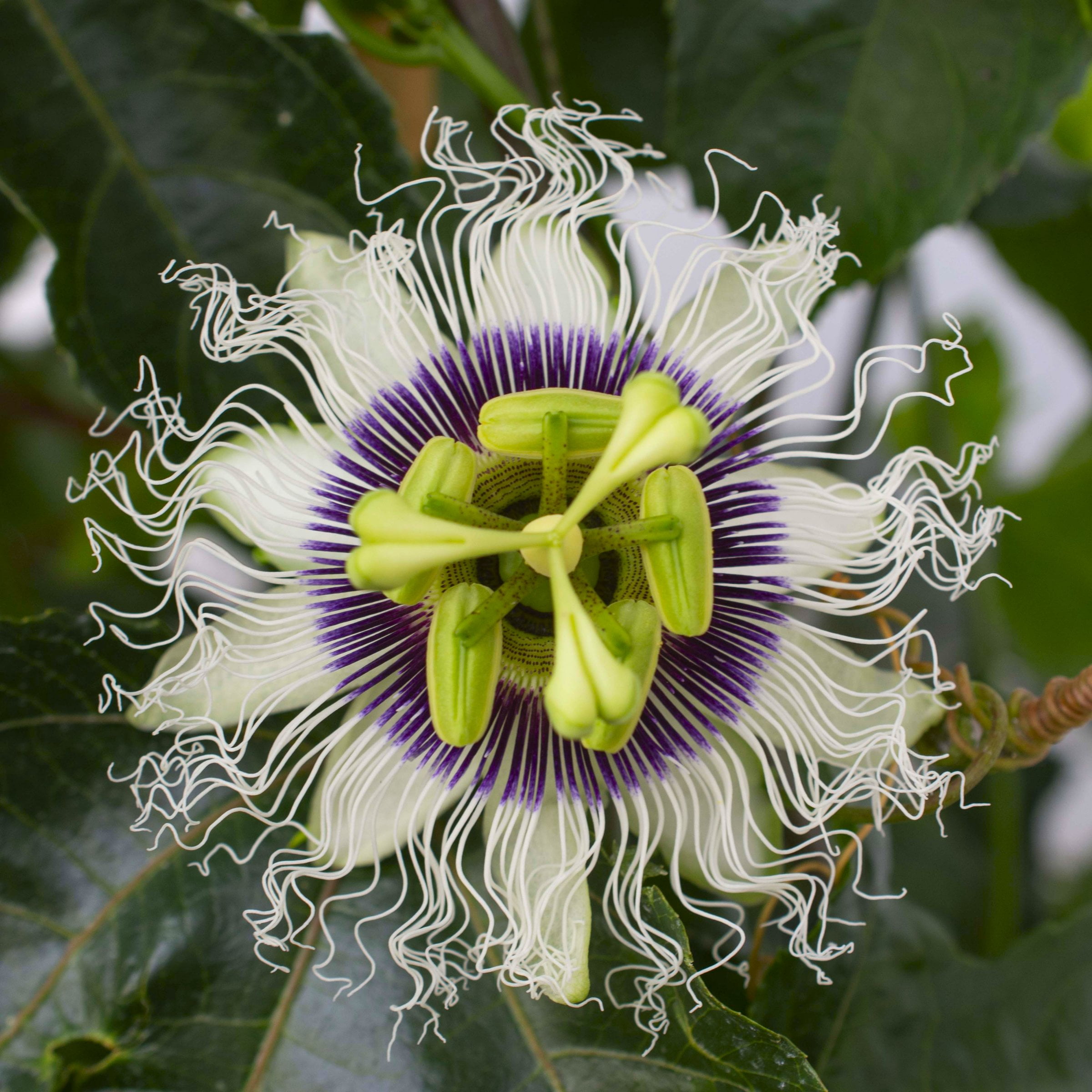 1 gal. Passiflora Poppin Passion Live Annual Vine with White-Lavender Flowers