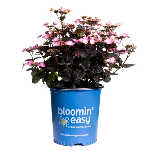 1 gal. Pink Dynamo Mountain Hydrangea (Serrata) Live Shrub, Vibrant Pink Flowers