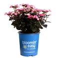 thumbnail image 1 of 1 gal. Pink Dynamo Mountain Hydrangea (Serrata) Live Shrub, Vibrant Pink Flowers, 1 of 1