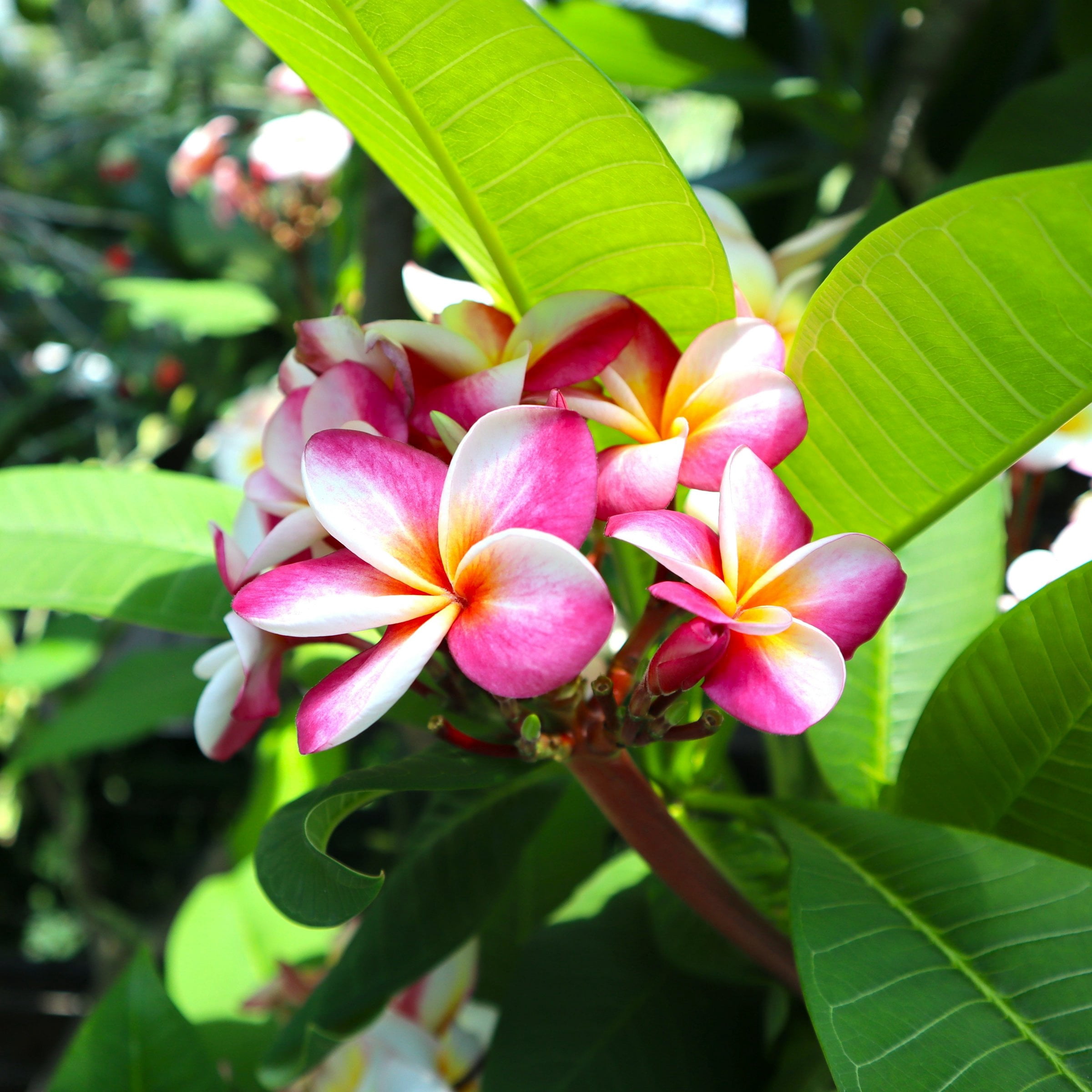 1 gal. Plumeria Mabela Plant with Multicolor Flowers