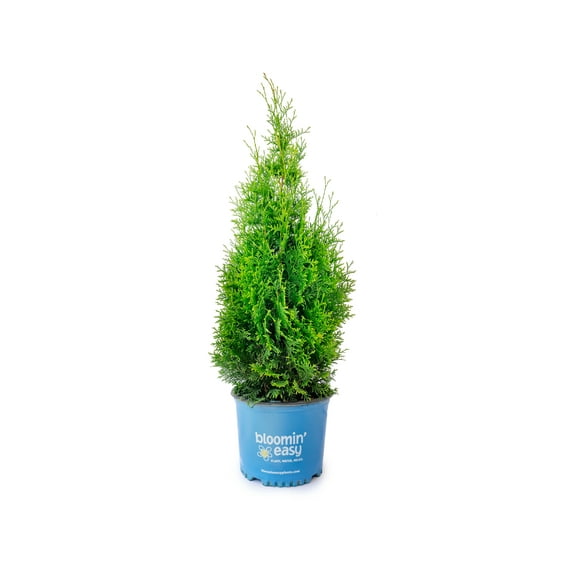 1 gal. Private Jet Abrovitae (Thuja) Live Shrub, Evergreen